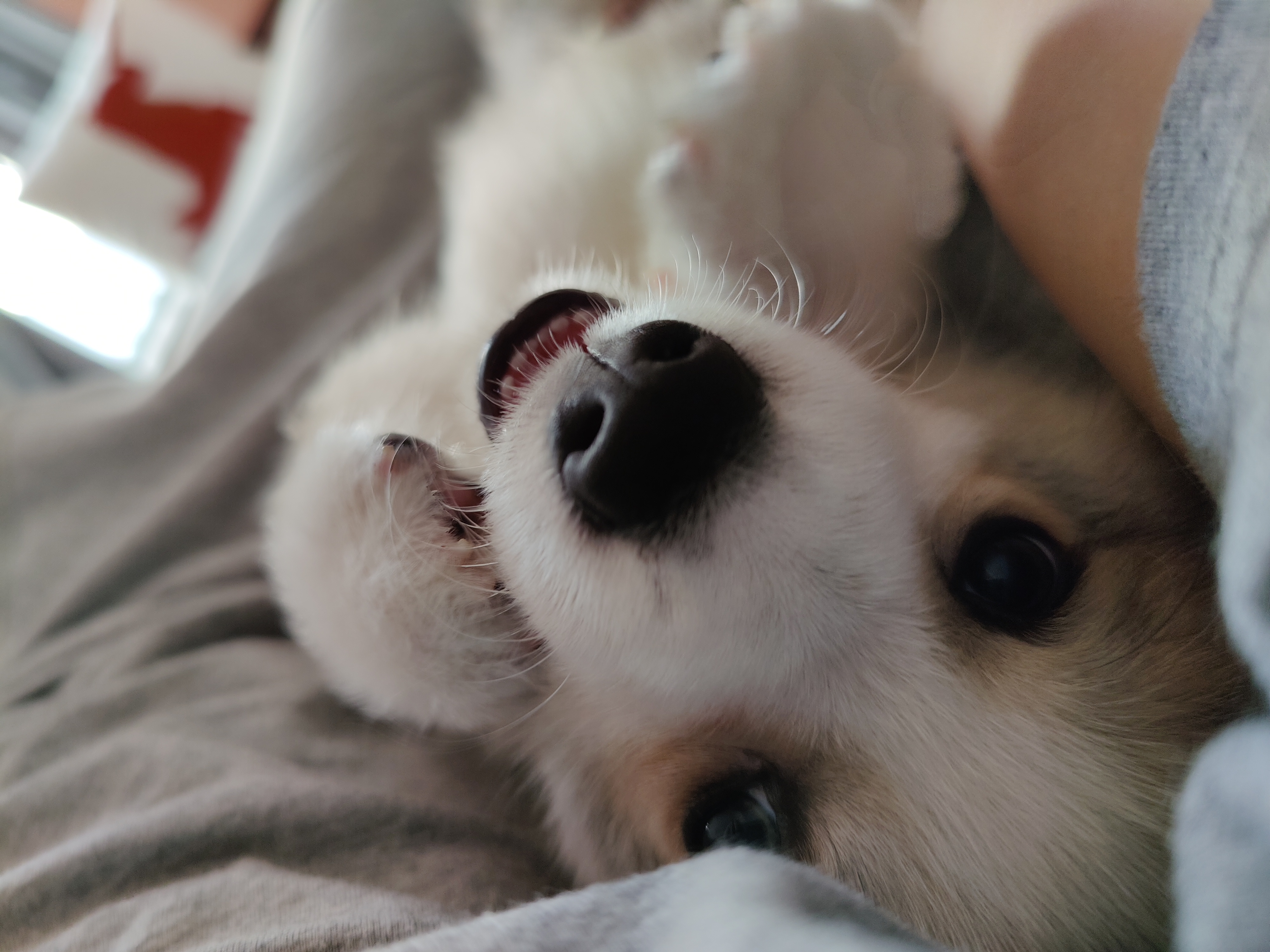 Clement, 3 months, Oct 2020